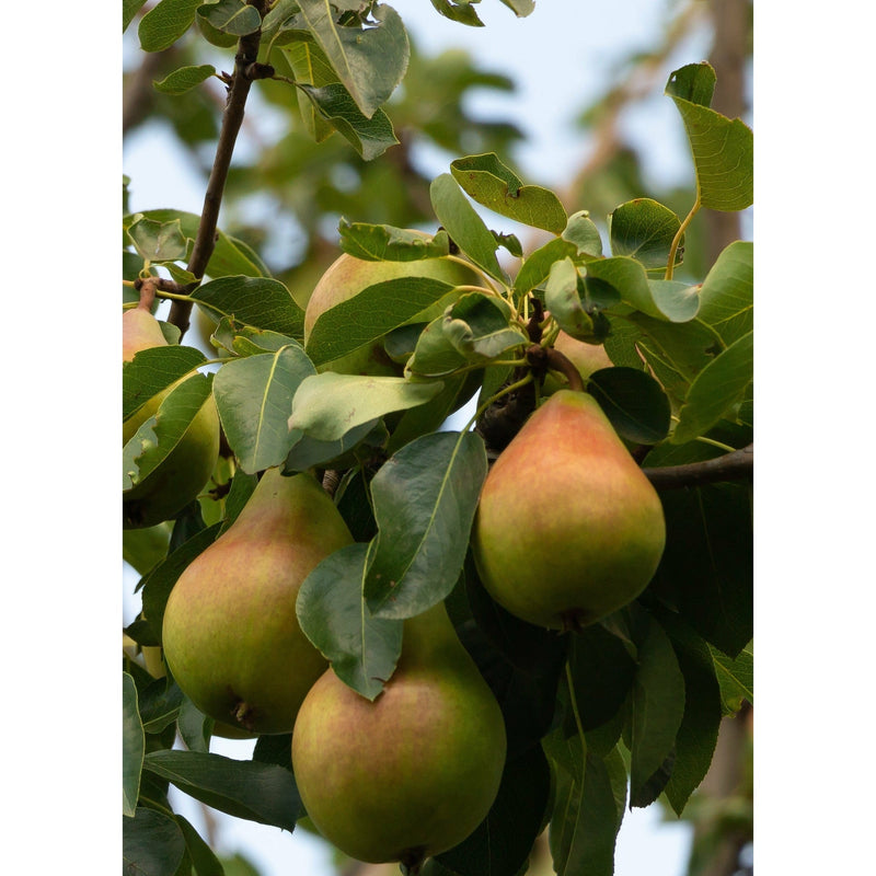 Pyrus communis 'Conference' - Small Pear Tree -