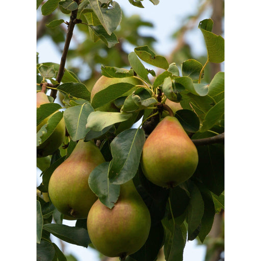 Pyrus communis 'Conference' - Small Pear Tree -