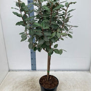 Elaeagnus x ebbingei Compacta Patio Tree (90-100cm) -