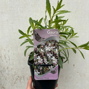 Gaura 'Belleza White' 2L -