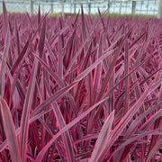 Cordyline Pink Passion 9cm / 1.5L -