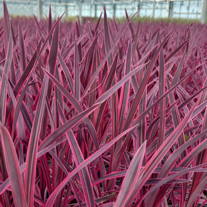 Cordyline Pink Passion 9cm / 1.5L -