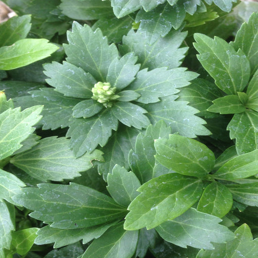Pachysandra terminalis 'Green Carpet' 9cm -