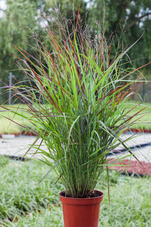 Panicum virgatum 'Shenandoah' 9cm -