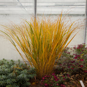 Panicum virigatum Northwind 9cm / 2L / 12L -
