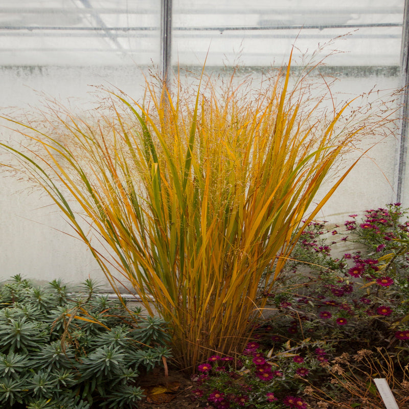 Panicum virigatum Northwind 9cm / 2L / 12L -