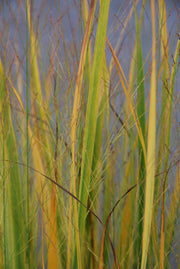 Panicum virigatum Northwind 9cm / 2L / 12L -