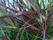 Panicum virgatum 'Shenandoah' 9cm -