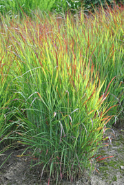Panicum virgatum 'Shenandoah' 9cm -