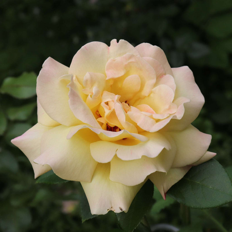 Rose 'Peace' | Hybrid Tea | 4L Potted Rose (PRE ORDER DECEMBER '25)