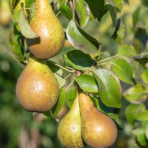 Dwarf Patio Pear Tree 'Conference' (Pyrus communis) 2/4L -