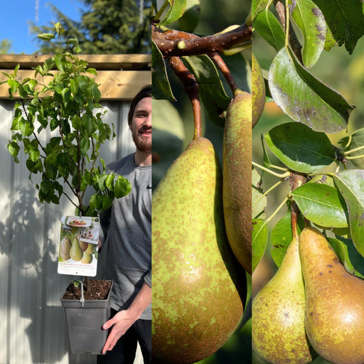 Dwarf/Patio Duo Pear Tree - Conference + Doyenne du Comice (2 in 1) -