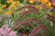 Pennisetum x Advena - Rubrum 9cm / 2L -