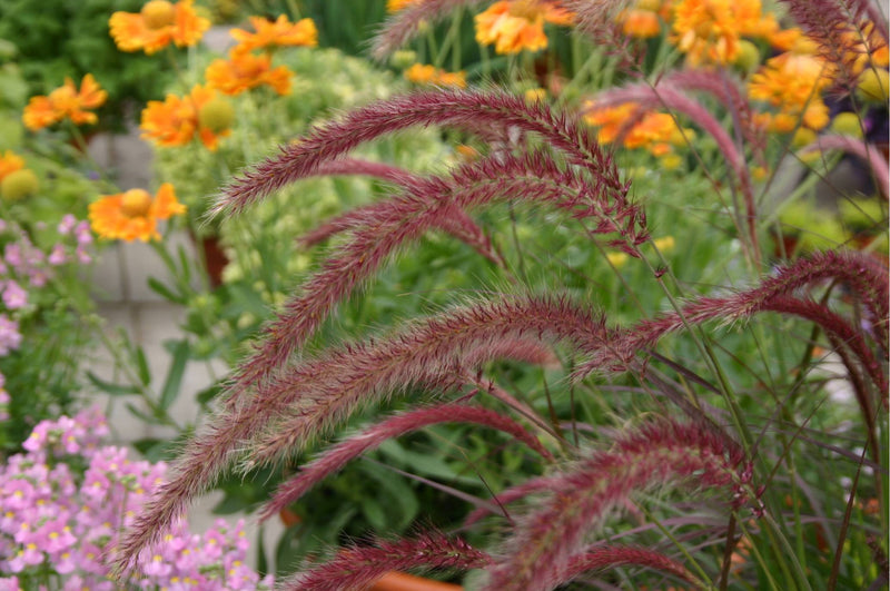 Pennisetum x Advena - Rubrum 9cm / 2L -
