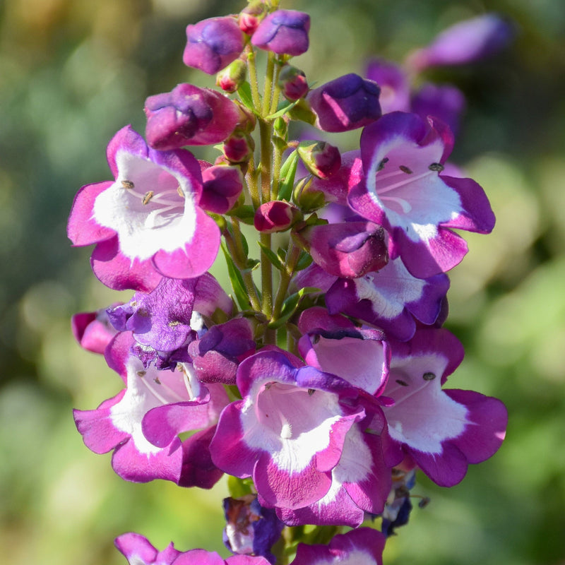 Penstemon Phoenix Violet 9cm Pot -