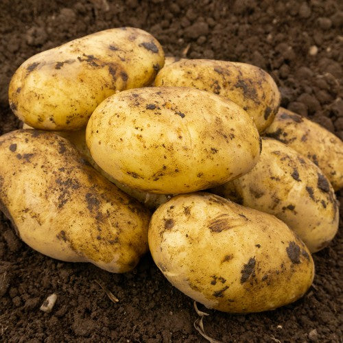 Pentland Dell Seed Potatoes 2KG - Home & Garden > Plants > Seeds, Bulbs & Accessories > Seeds & Seed Tape > Seeds