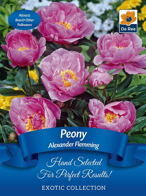 Peony 'Alexander Fleming' | Exotic Collection | 1 Bulb -
