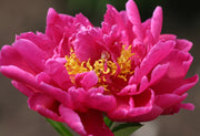 Peony Mix of 3 Plants (3 x 9cm-1L Pots) -