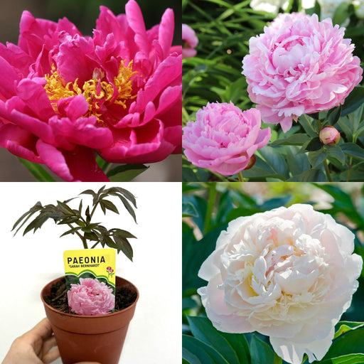 Peony Mix of 3 Plants (3 x 9cm-1L Pots) -