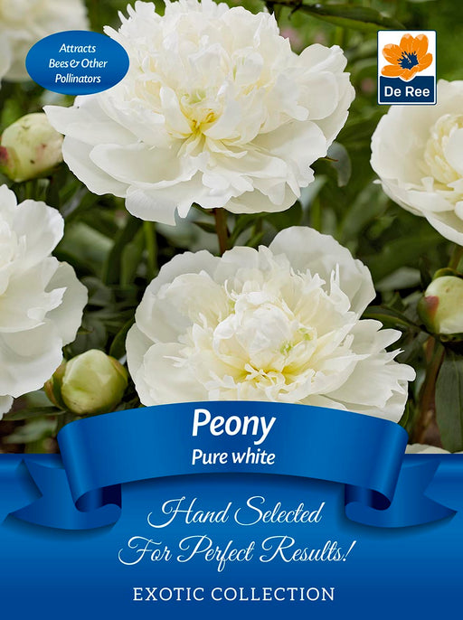 Peony 'Pure White' | Exotic Collection | 1 Bulb -