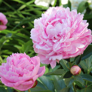Peony Mix of 3 Plants (3 x 9cm-1L Pots) -