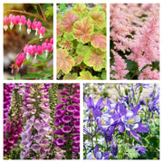 5 Perennials for a Shady Site -