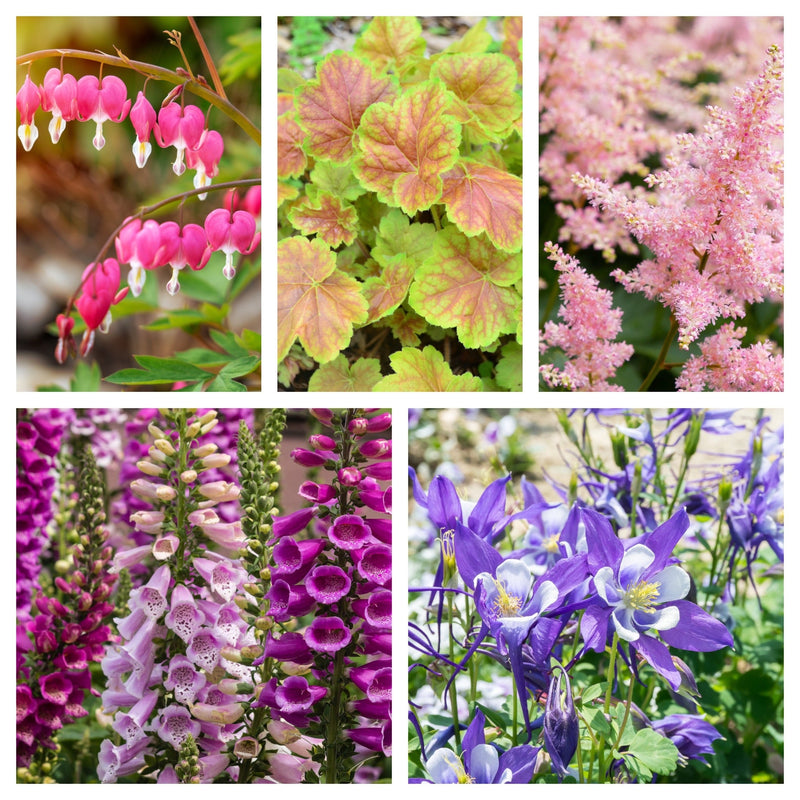 5 Perennials for a Shady Site -