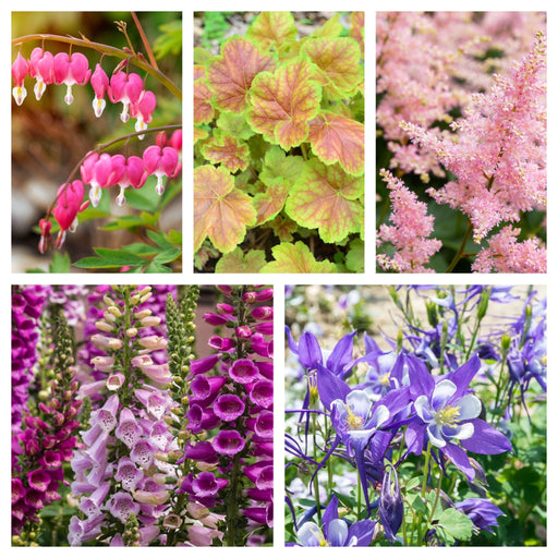 5 Perennials for a Shady Site -