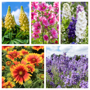 5 Perennials for a Sunny Site -