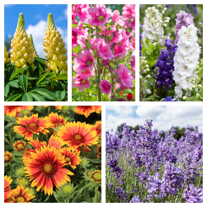 5 Perennials for a Sunny Site -