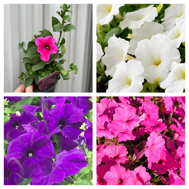 3 x Trailing Petunias (3 x 9cm Pots) -