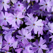 Phlox subulata 'Emerald Cushion Blue' 9cm Pot -