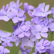 Phlox Subulata - Light Pink 1.5L -