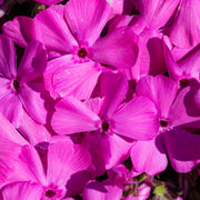 Phlox - PINK 1.5L -
