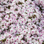 Phlox Fashionably Early Lavender Ice (Dwarf) 2L -