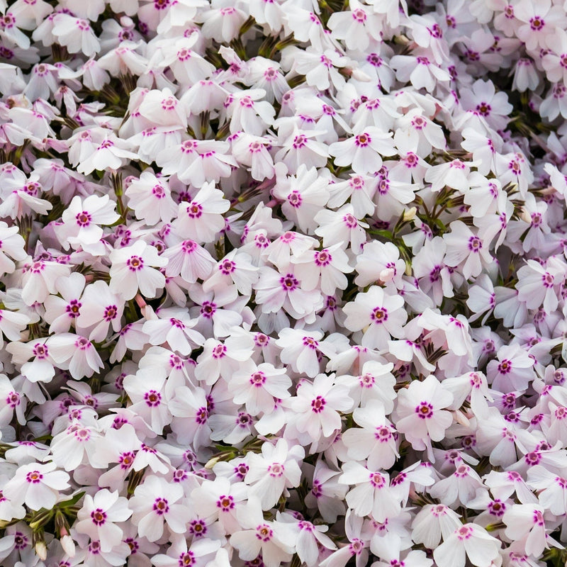 Phlox Fashionably Early Lavender Ice (Dwarf) 2L -