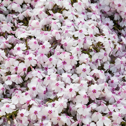 Phlox Fashionably Early Lavender Ice (Dwarf) 2L -