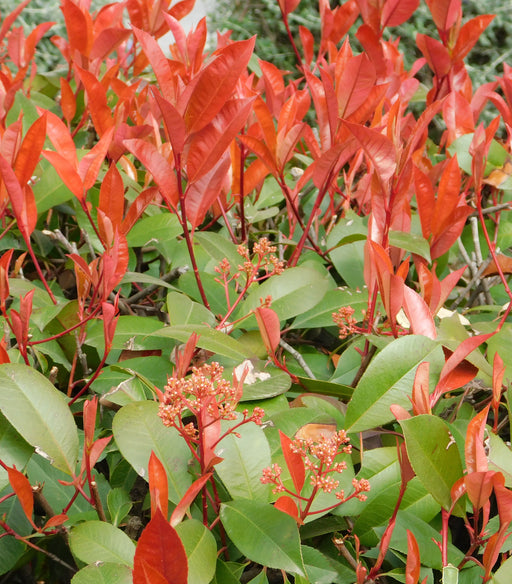 Photinia Red Robin (12cm Pot) -