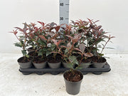 Photinia 'Carre Rouge' 9cm/2L -