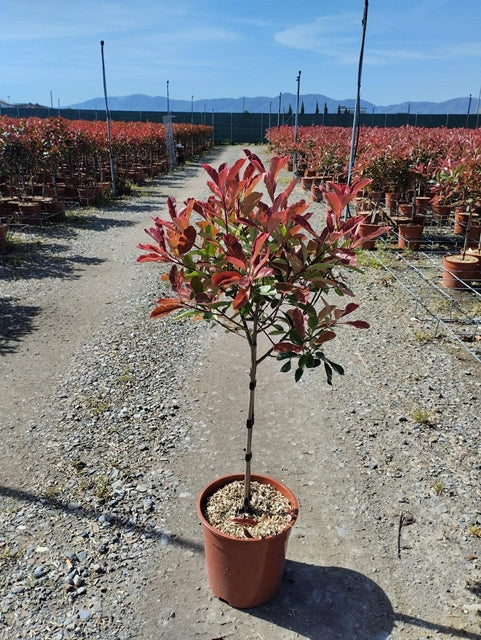 Special offer: Half Standard Photinia 'Pink Marble' 100cm (2 for £54.99) -