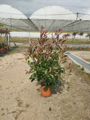 Photinia x fraseri 'Red Robin' -