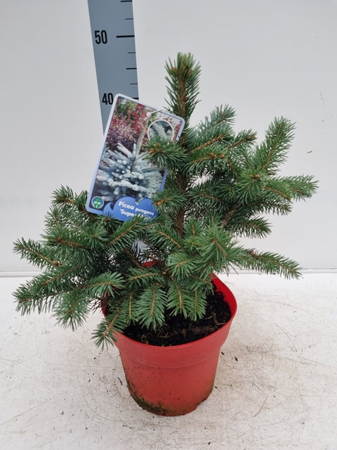 Potgrown Real Christmas Tree | Picea pungens 'Super Blue' | 30-40cm -