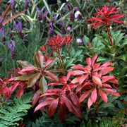 Pieris japonica ‘Mountain Fire’ 9cm/1L/2L -