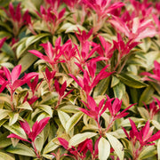Pieris japonica Forest Flame (2 sizes available) -