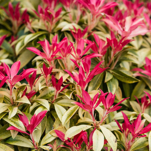 Pieris japonica Forest Flame (2 sizes available) -
