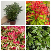 3 x Pieris (3 x 9cm Pots) -