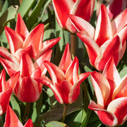 Dwarf Tulip 'Pinocchio' (6 Bulbs) -