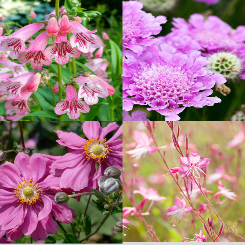 4 x Pink Flowering Perennials – 9cm Pots -