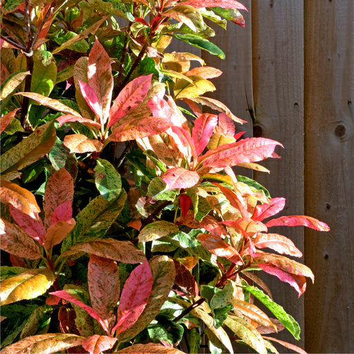 Photinia serratifolia 'Pink Crispy' 3L (Multibuy Offers Available) -
