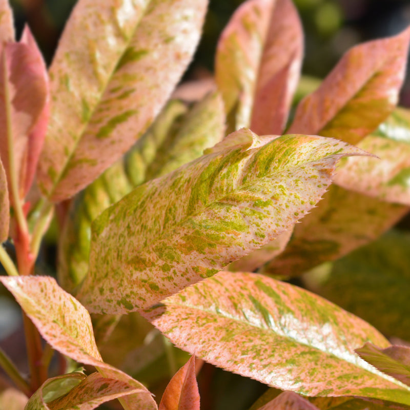 Photinia serratifolia 'Pink Crispy' 3L (Multibuy Offers Available) -
